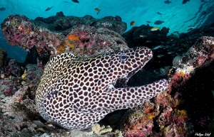 Maldives 2021 - Murene leopard  - Blackspotted morey  - Gymnothorax favagineus - DSC00844_rc